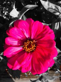 Close-up of pink flower blooming outdoors