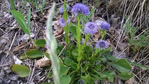 Close-up of purple flowers