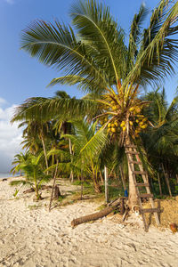 Palm trees on beach against sky