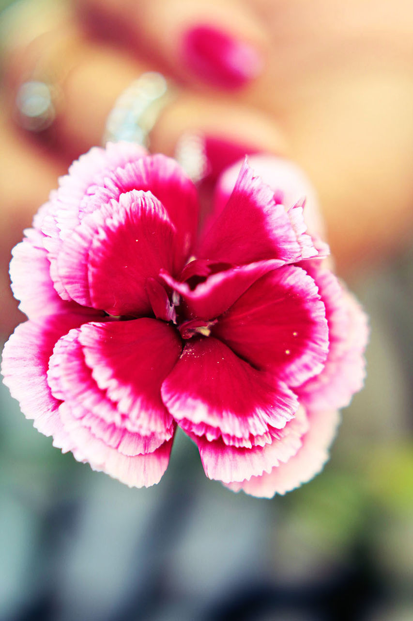 CLOSE-UP OF PINK FLOWER