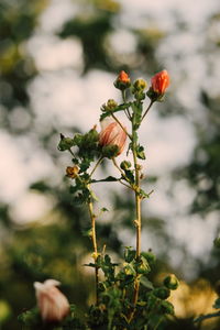 Close-up of flower bud