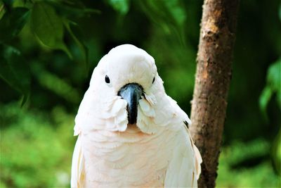 Close-up of white cockatoo