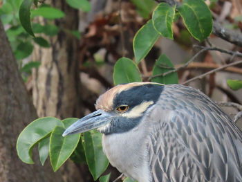 Close-up of bird perching on a tree