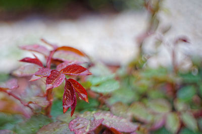 Close-up of red maple leaf