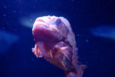 Close-up of jellyfish swimming in sea