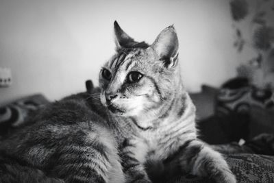 Close-up of cat looking away