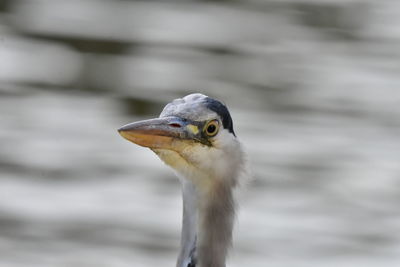 Close-up of a bird