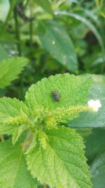 Close-up of insect on leaf