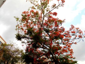 Low angle view of trees against sky
