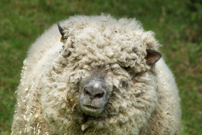 Close-up portrait of a animal