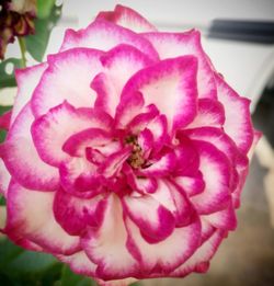 Close-up of pink flower blooming outdoors