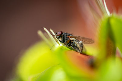 Close-up of fly on leaf