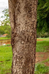 Close-up of heart shape on tree trunk in park