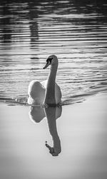 Swan swimming in lake