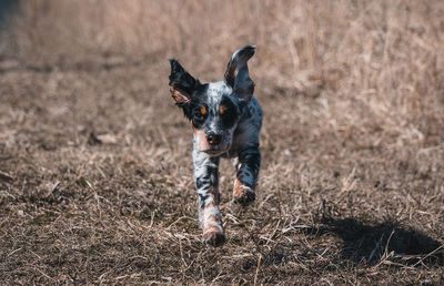 Portrait of dog running on field