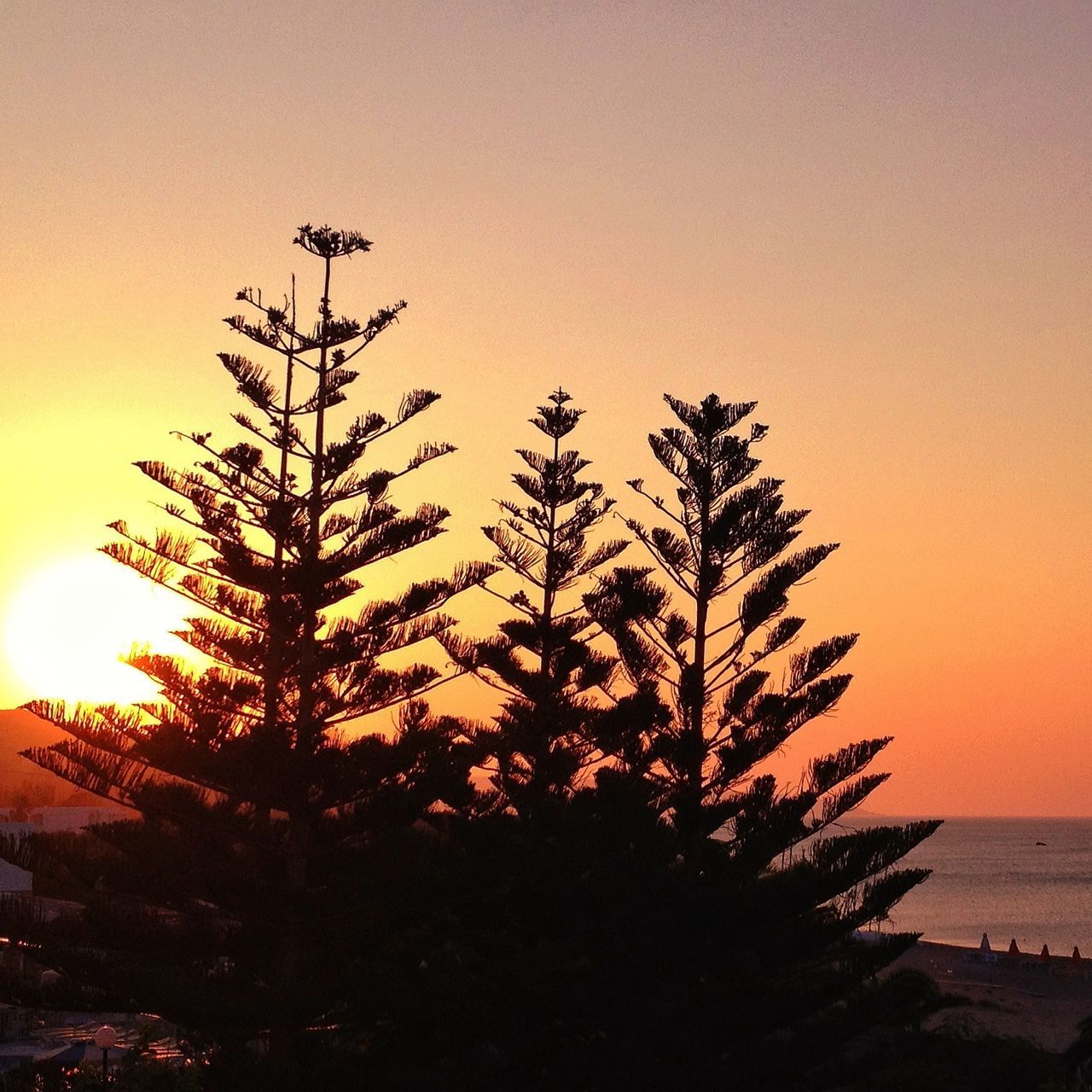 sunset, silhouette, orange color, tree, growth, tranquility, clear sky, beauty in nature, nature, scenics, sky, tranquil scene, palm tree, sun, branch, low angle view, idyllic, copy space, outdoors, no people