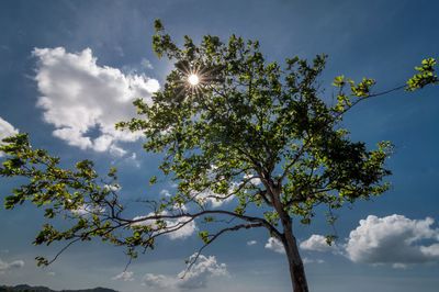 Low angle view of tree against sky