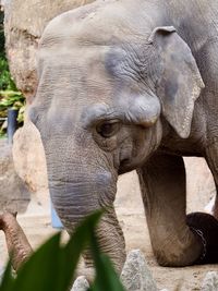 Close-up of elephant kneeling obediently in zoo