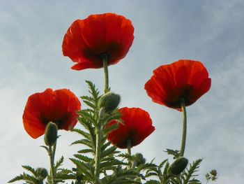 Low angle view of red tulips blooming against sky