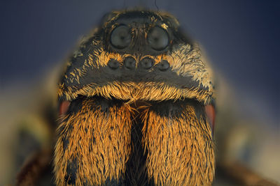 Close-up of an animal skull