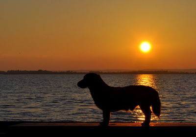 Silhouette dog by sea against sky during sunset