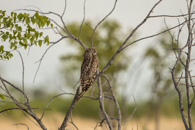 Close-up of eagle perching on branch