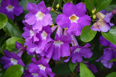 Close-up of purple flowering plants