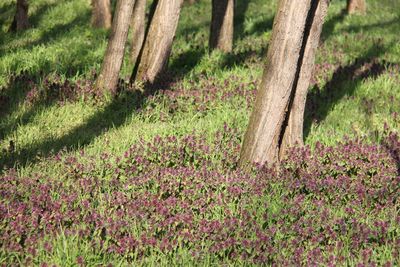 Scenic view of flowering trees on field