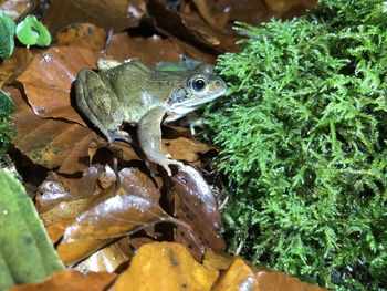 Close-up of frog on plant