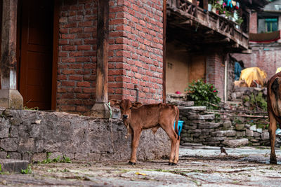 Horse standing against old building