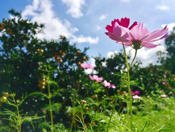 Close-up of pink cosmos flowers blooming against sky