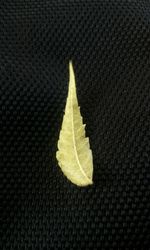 Close-up of leaf over white background