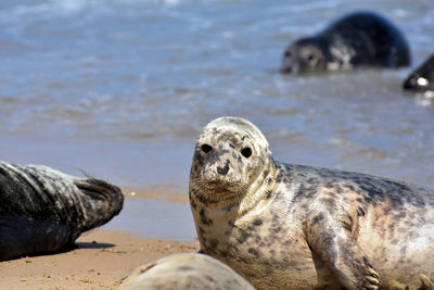 View of sea lion on beach