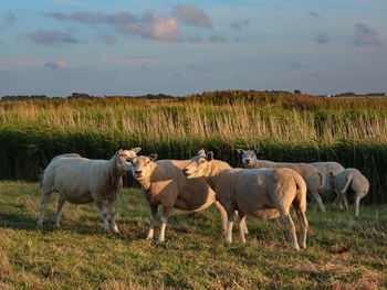 Sheeps in a field