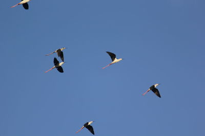 Low angle view of seagulls flying