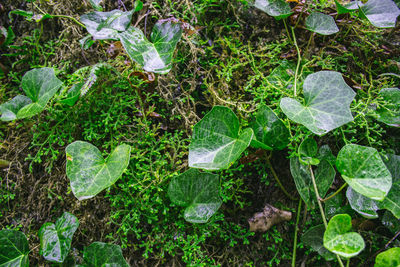 High angle view of plants growing on field