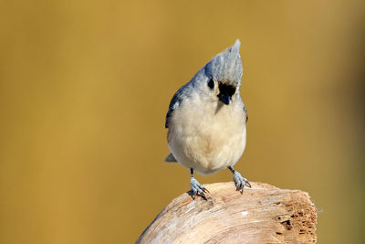 Close-up of tufted titmouse on rock