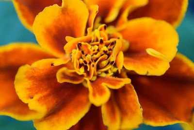 Close-up of yellow flower