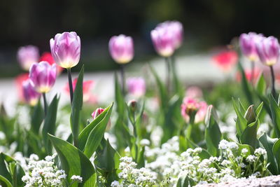 Close-up of pink tulip flowers on field