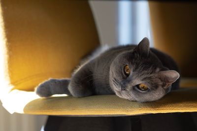 Close-up of a cat resting