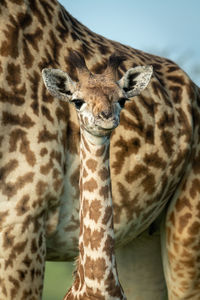 Close-up of masai giraffe standing near mother