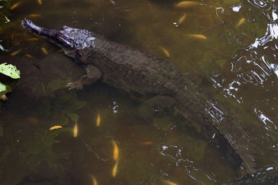 High angle view of crocodile swimming in lake