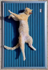 Cat sitting on wooden wall