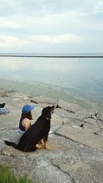 Dog in water against cloudy sky