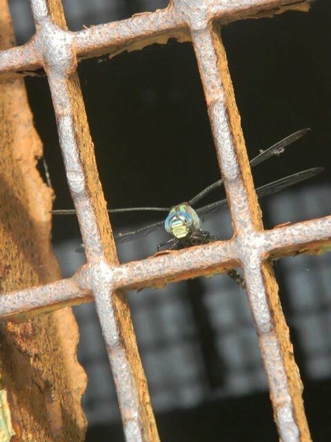 animal themes, animals in the wild, insect, one animal, animal wildlife, no people, day, nature, outdoors, close-up