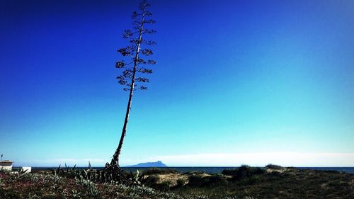 Plants on landscape against clear blue sky