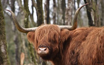 Close-up of cow