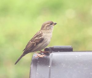 Close-up of bird perching on railing