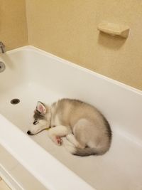 Nala laying in a bathtub with ice in it