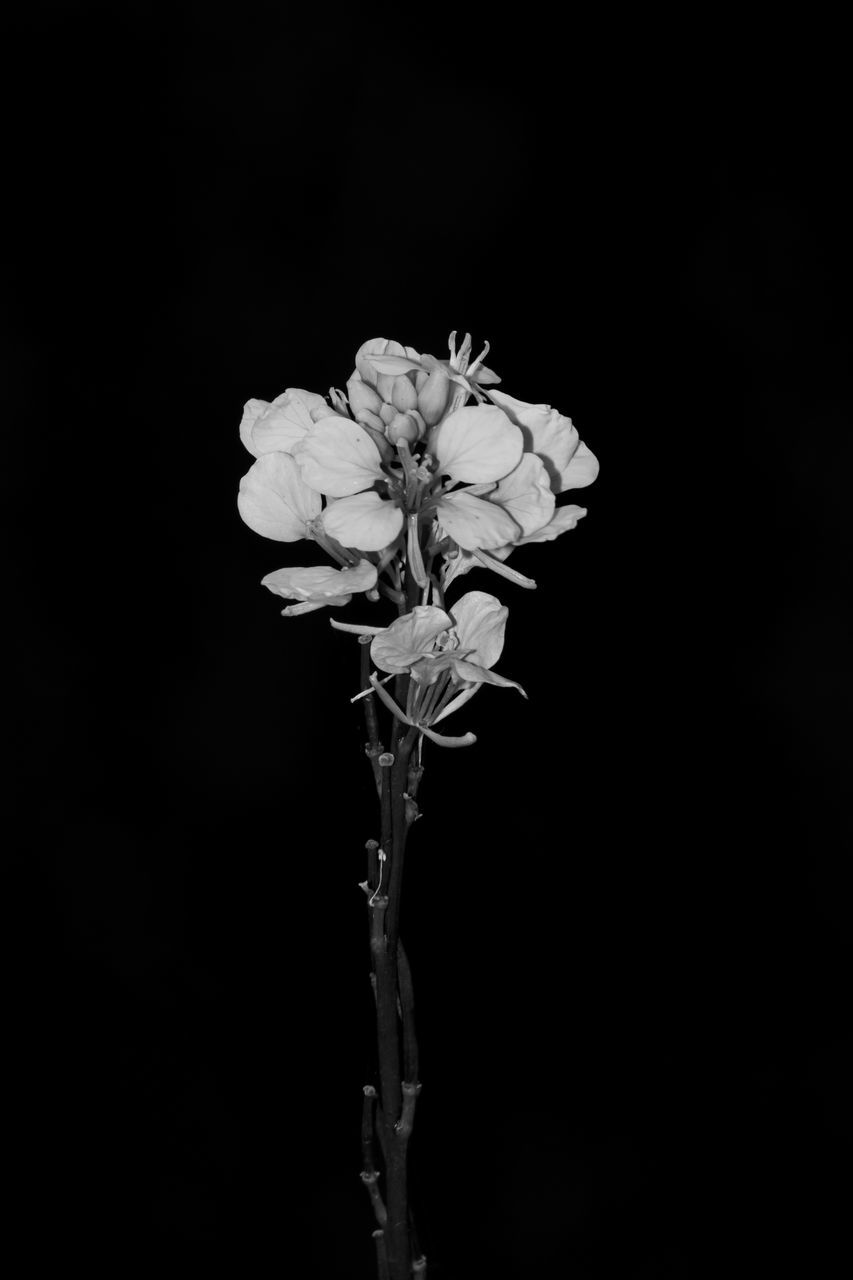 CLOSE-UP OF PLANT AGAINST BLACK BACKGROUND